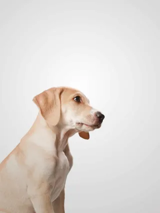 宠物狗狗爱心回家萌宠海报背景模板高清