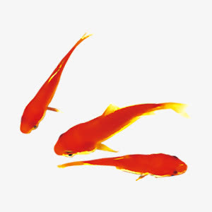 中国风红色鲤鱼新年简约素材免抠