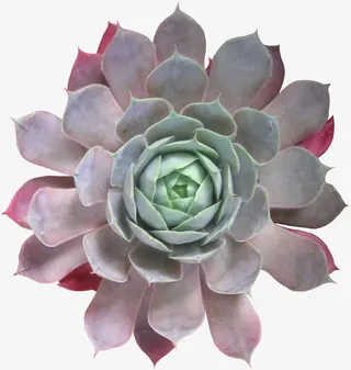 盛开造型多肉植物免抠