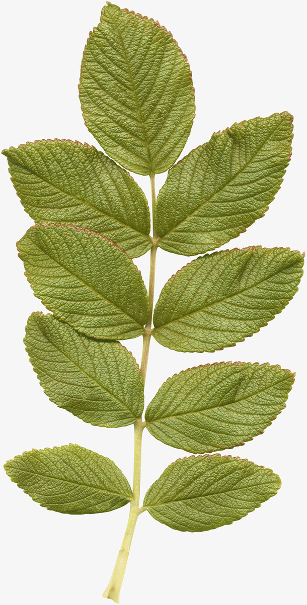 手绘素材小清新剪影 树叶免抠