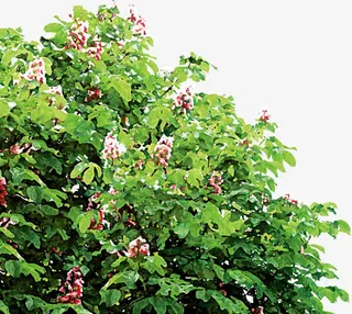 开花的树丛免抠