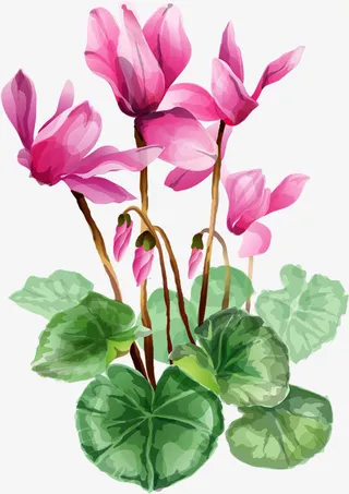 手绘高清鲜花插画免抠