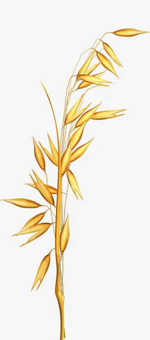 水稻谷物矢量素材图免抠