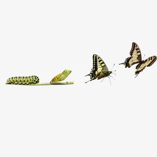 破茧成蝶过程免抠