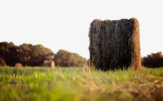 金黄色麦田风景三免抠