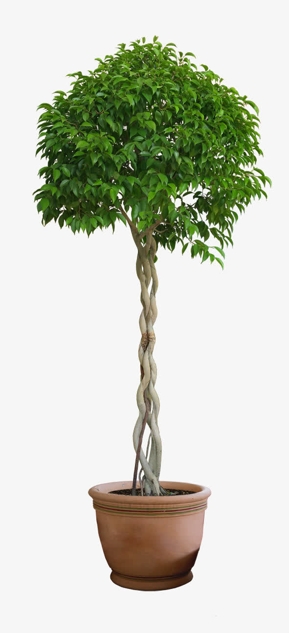 盆景免抠