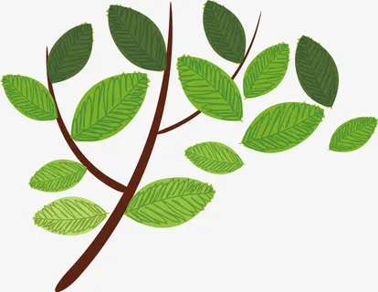 树木树叶免抠