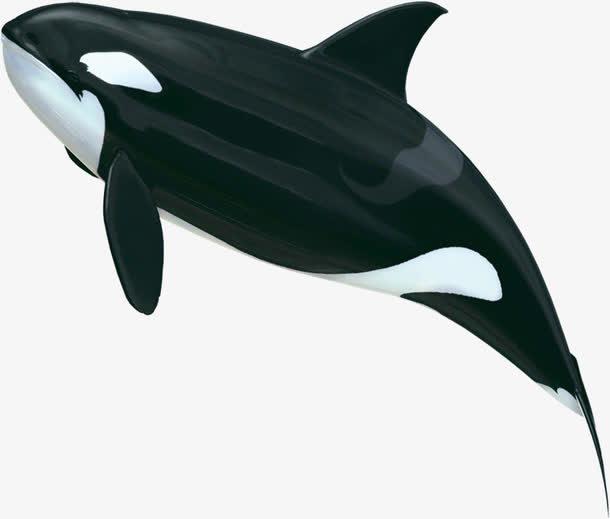 夏季促销海豚背景