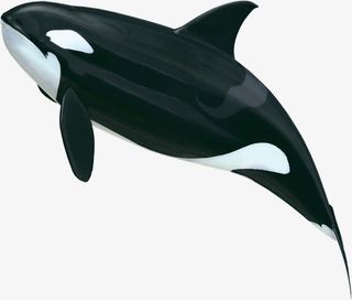 夏季促销海豚背景