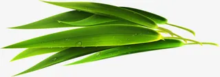 绿色清爽竹叶风景免抠