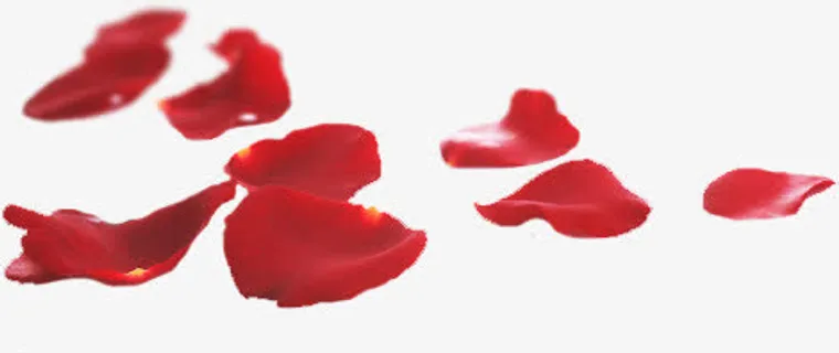 飘散玫瑰花瓣情人节免抠