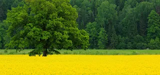 田间树林淘宝海报背景banner高清