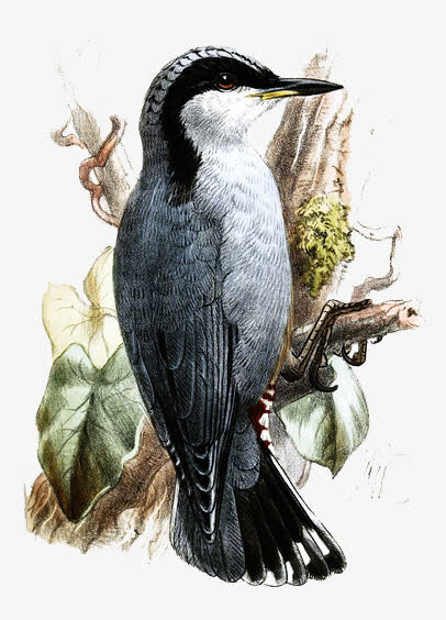 手绘柞木鸟插画素材免抠