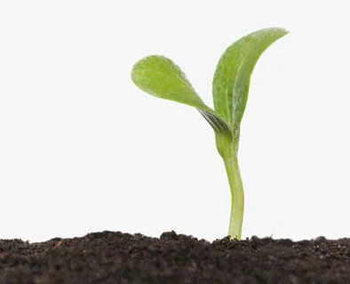 发芽图片免抠 发芽图片免抠