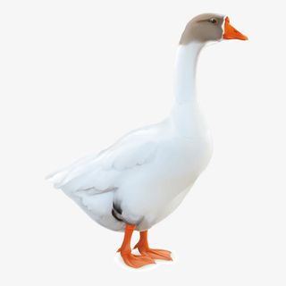 矢量鸡鸭鹅白色逼真大鹅免抠
