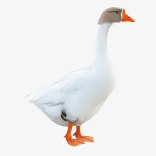 矢量鸡鸭鹅白色逼真大鹅免抠