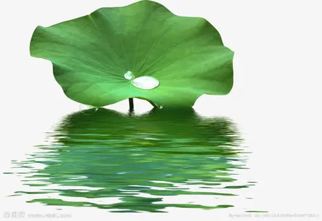 荷叶免抠