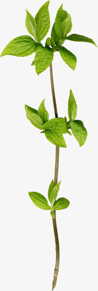 树枝免抠