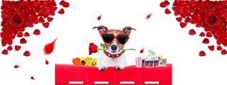女神节宠物用品促销海报banner高清