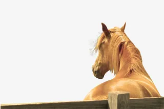 马圈养马骑马免抠