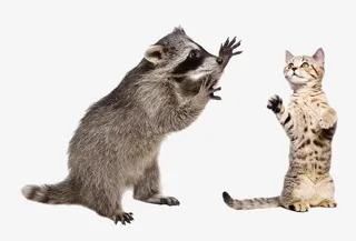 小浣熊和小猫免抠