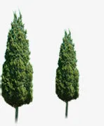 园林春天绿化植物免抠