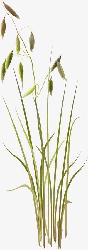 麦田植物高清免扣素材模板免抠