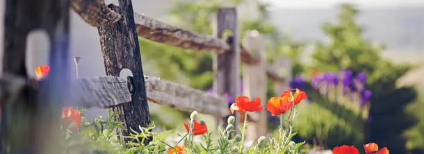 鲜花免抠