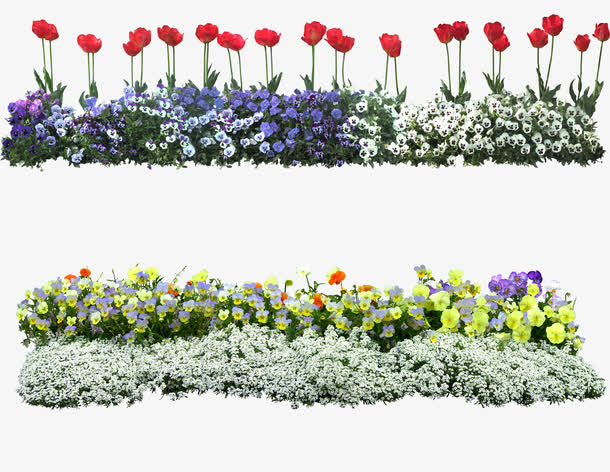 鲜花免抠