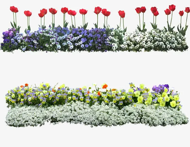 鲜花免抠