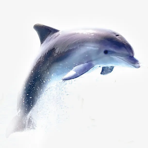 海豚免抠