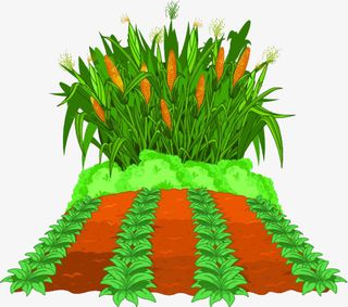 田地里的玉米庄家免抠