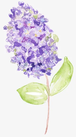 手绘绣球花免抠