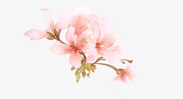 粉色木槿花图片素材免抠