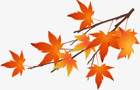 中秋节红色 枫叶海报免抠