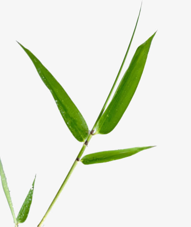 手绘竹子免抠