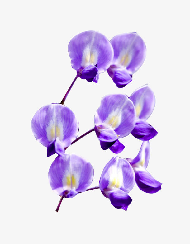 紫色蝴蝶花美丽春天花朵免抠
