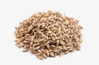 一堆麦芽种子免抠