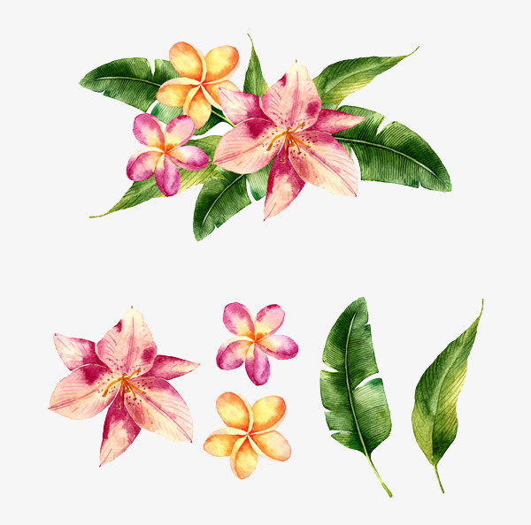 水彩 花卉叶子。免抠