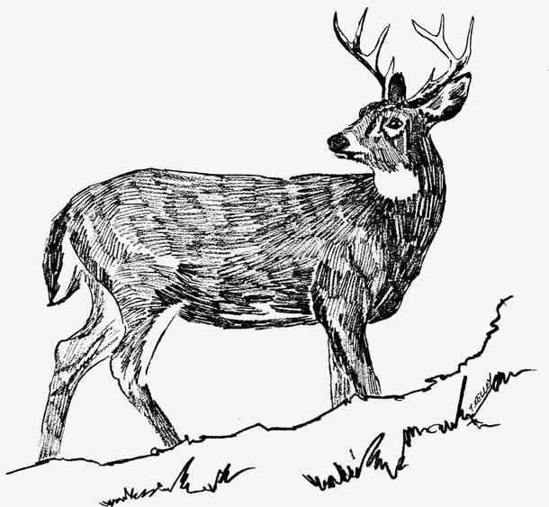 黑色小鹿免抠