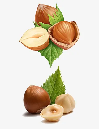 干果榛子免抠