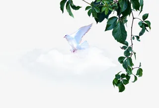 装饰树枝树叶免抠