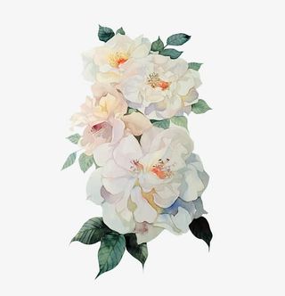 手绘山茶花免抠