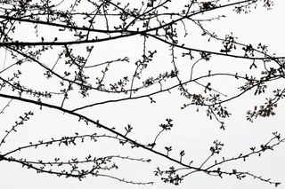 冬色风景树枝简单免抠