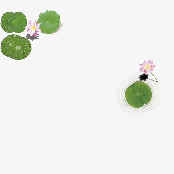 水面上的荷叶与荷花免抠