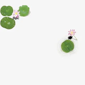 水面上的荷叶与荷花免抠
