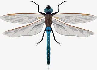 手绘蜻蜓矢量图免抠