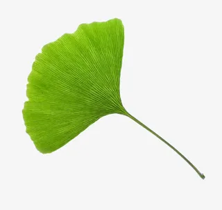 绿色的银杏叶免抠