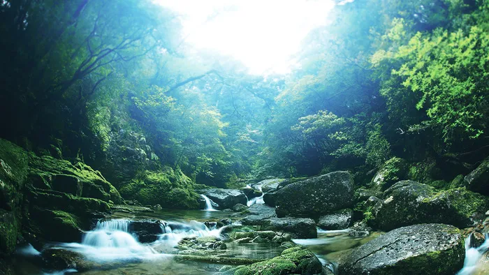 绿色森林自然溪水背景高清