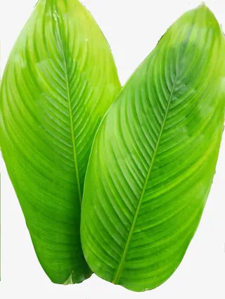 粽子的粽叶免抠